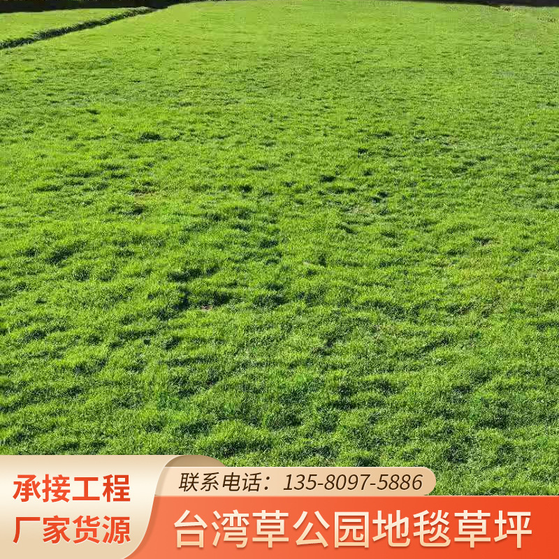 小区绿化工程地被草皮 天鹅绒细叶结缕草皮 带土植被台湾草草坪