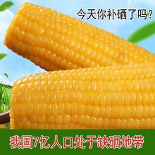 【富硒玉米】禾久有机新鲜黄糯玉米黏粘真空礼盒包装非转基因10棒