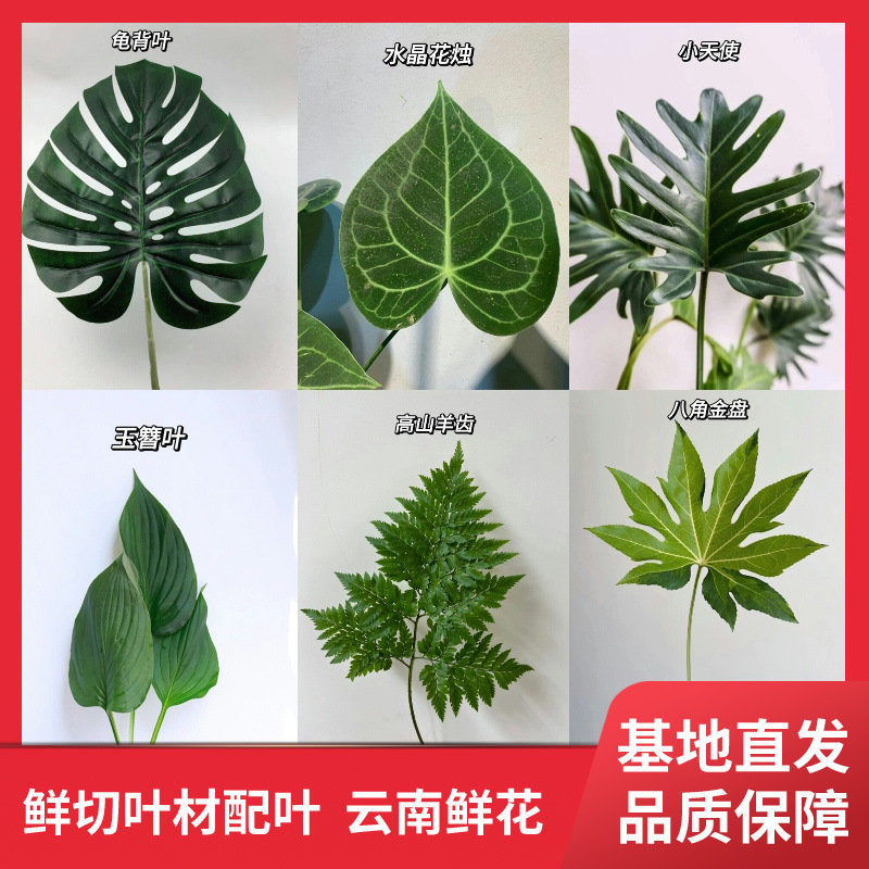 龟背叶鲜切花厥叶剑叶家居婚庆装饰社区团购云南鲜花