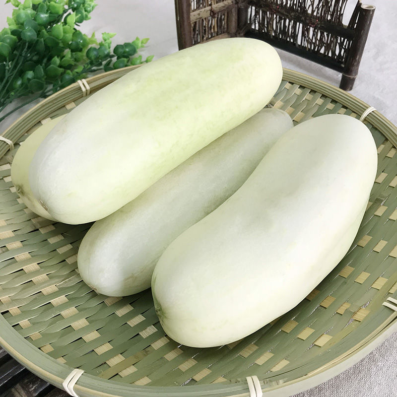 新鲜白黄瓜湖北农家自种白皮老黄瓜生吃旱菜玉瓜本地应季蔬菜瓜果
