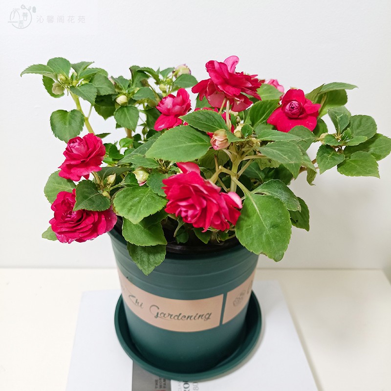 重瓣凤仙玻璃翠水梅花盆栽花染指甲成品带花室内植物阳台好养易活