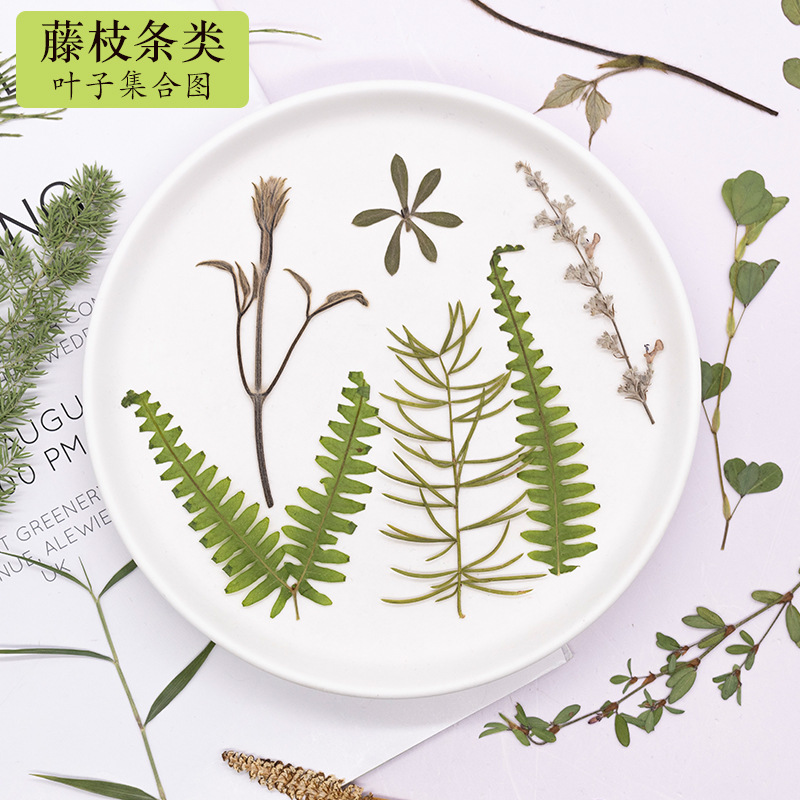 绿叶材料组合真树叶植物标本幼儿园手工贴画diy滴胶干花压花
