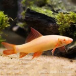 热带鱼观赏鱼养殖场批发黄柠檬斑马鱼 草缸鱼 荧光斑马-阿里巴巴