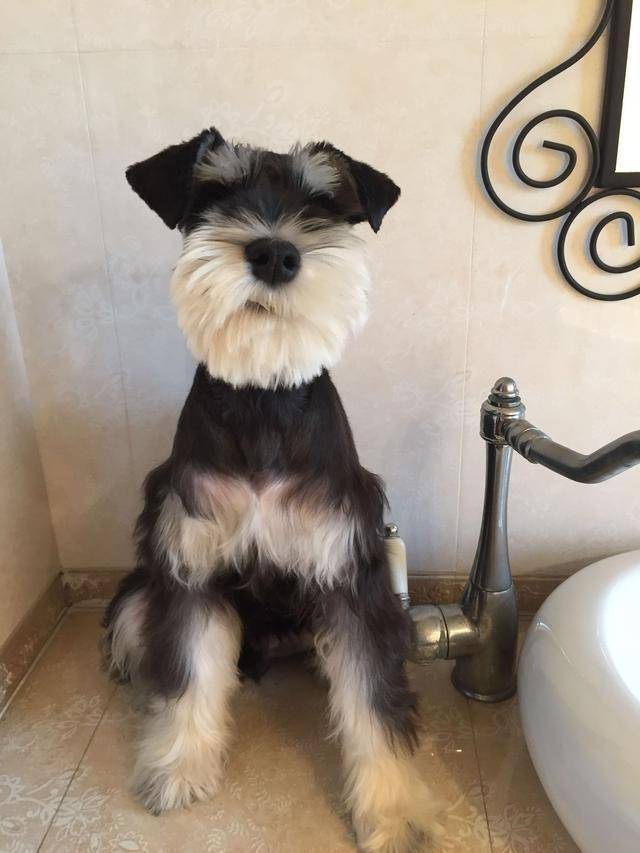 北京迷你雪纳瑞幼犬飞耳米奇耳纯种小体狗