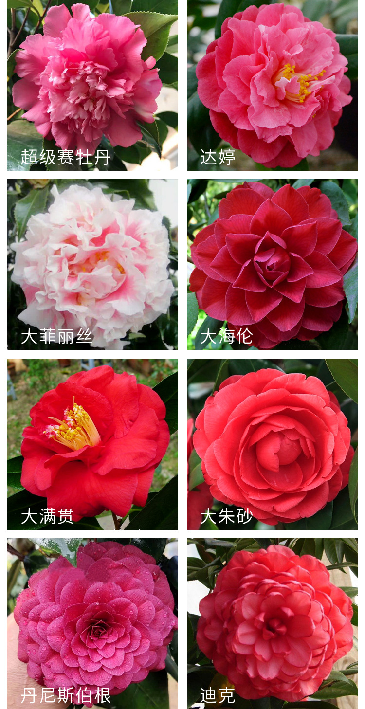 商品描述规格埃尔西朱瑞,爱丽丝姑娘,白瑞琪,白天鹅,伯拜范,茶花仙子