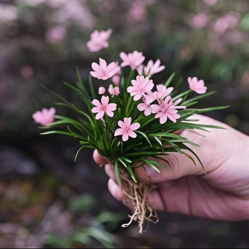 香姬蒲四季麦冬开花浓香型盆栽小兰花室内绿植