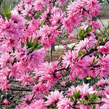 嫁接绿化树苗 实生苗基地 常年供应菊花碧桃苗 现起现发 菊花桃苗