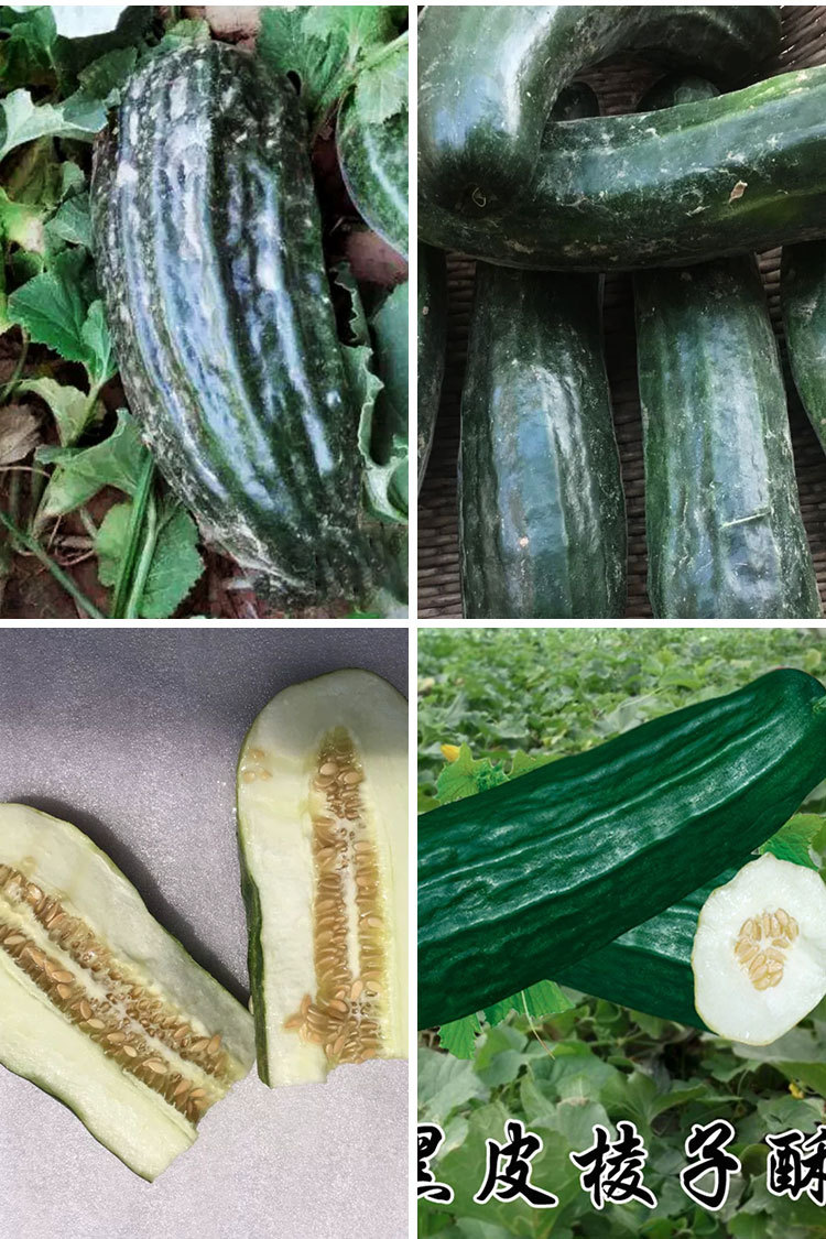 黑皮棱子酥酥脆菜瓜脆瓜种子春夏秋播蔬菜籽甜瓜菜瓜蔬菜种子批发