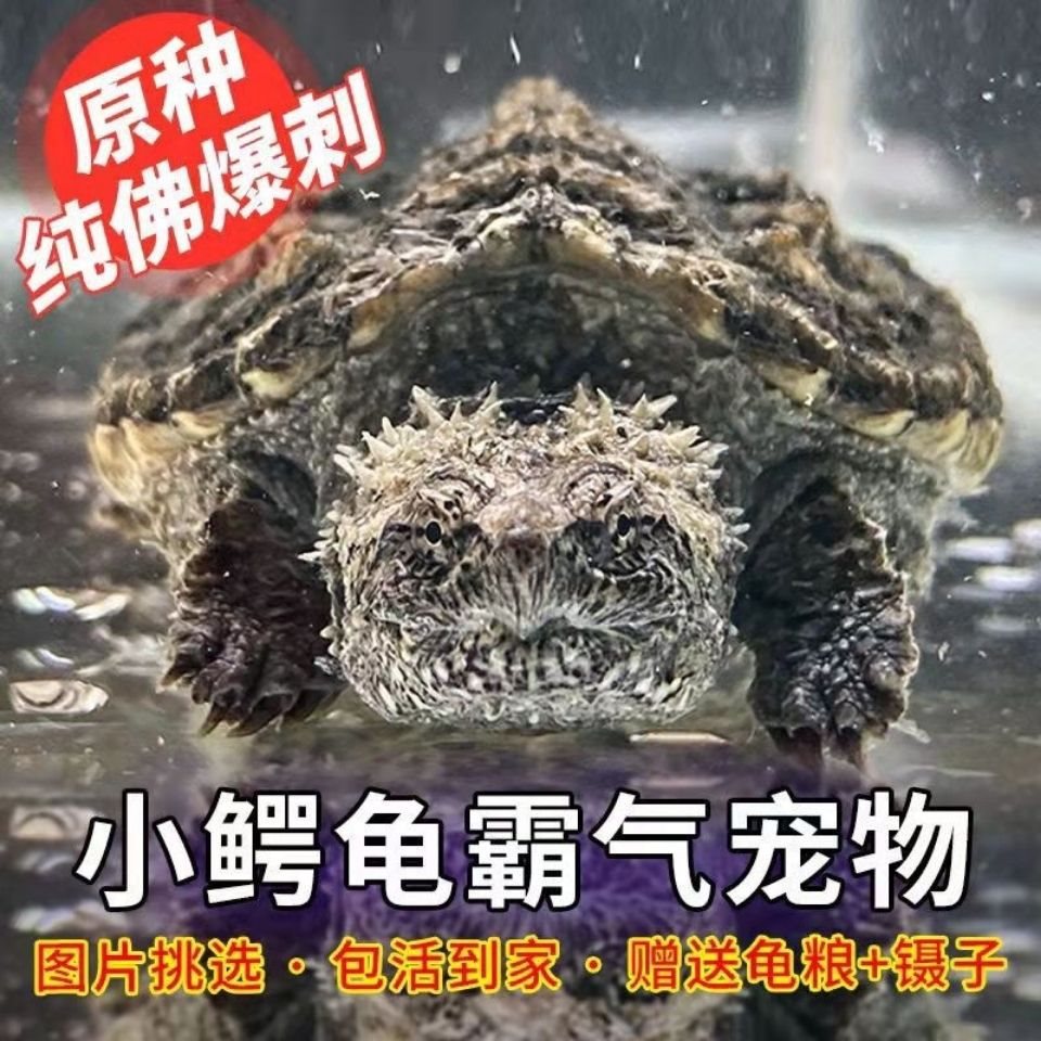 鳄龟苗凶猛鳄龟宠物 纯佛鳄龟 原种爆刺鳄龟国产佛杂佛观赏龟包邮