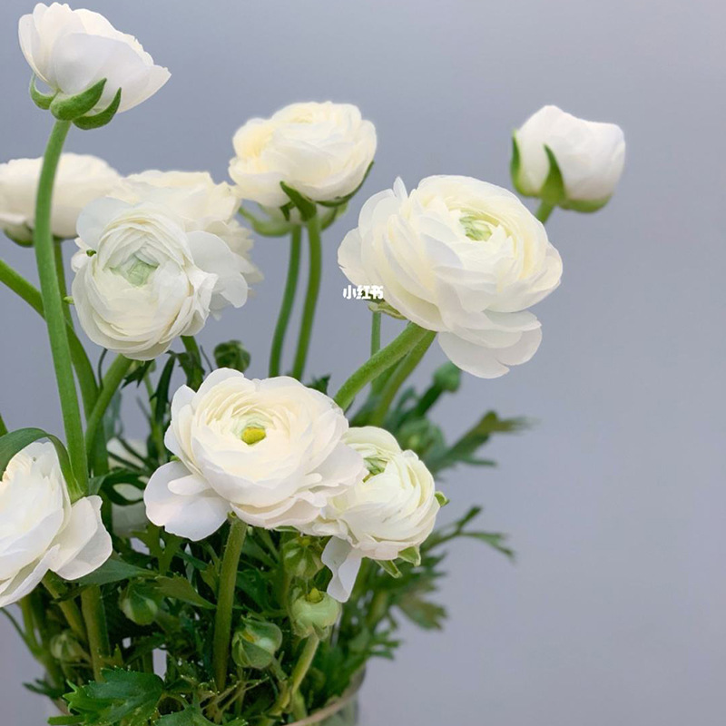 白色洋牡丹鲜花云南直发斗南花市基地花束家用鲜切花插花水养毛茛