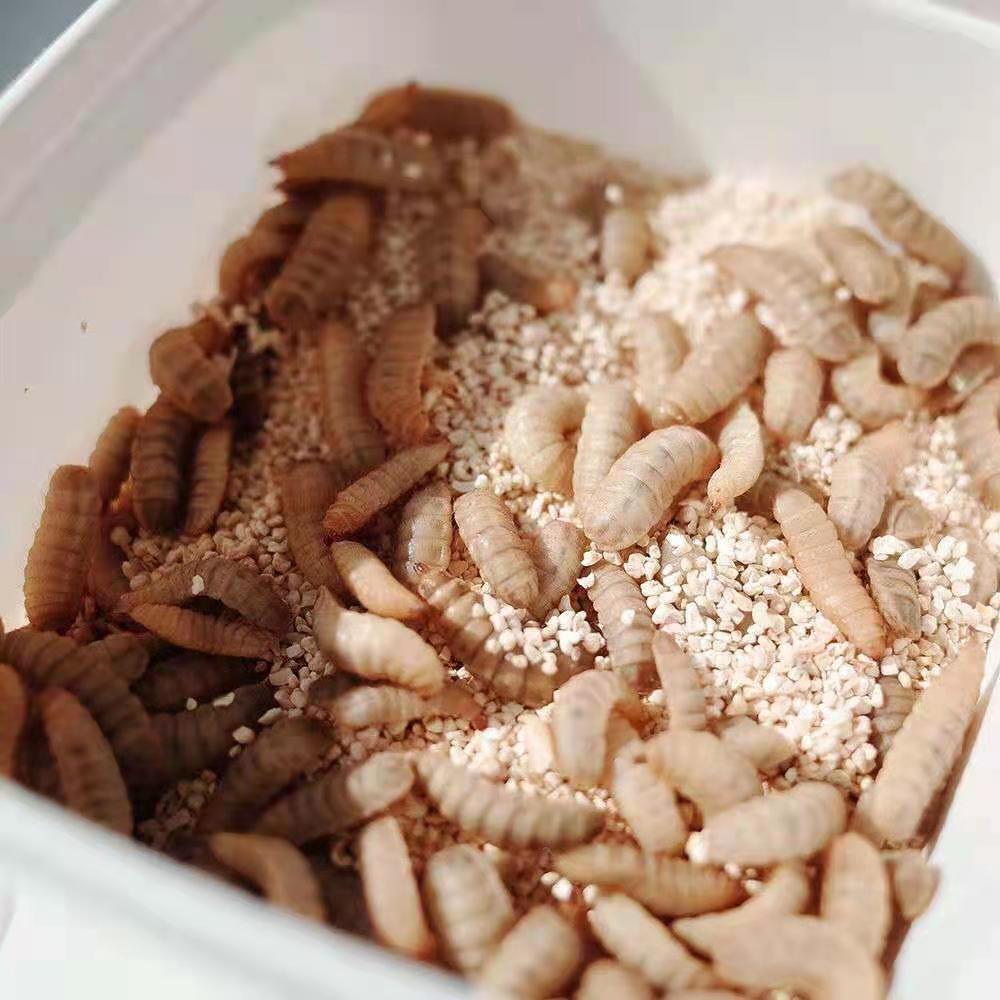 黑水虻活体幼虫黄辣丁鲶鱼鳊鱼翘嘴马口石斑鱼罗非鱼鲫鱼高蛋白