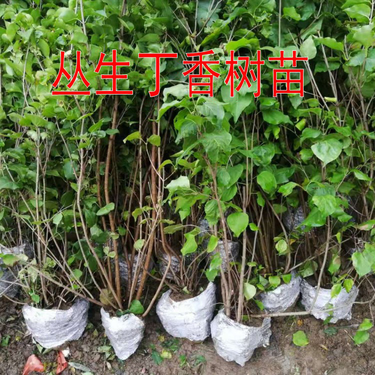 丁香花树苗盆栽地栽南北方种植紫丁香树苗浓香庭院绿化树苗风景树