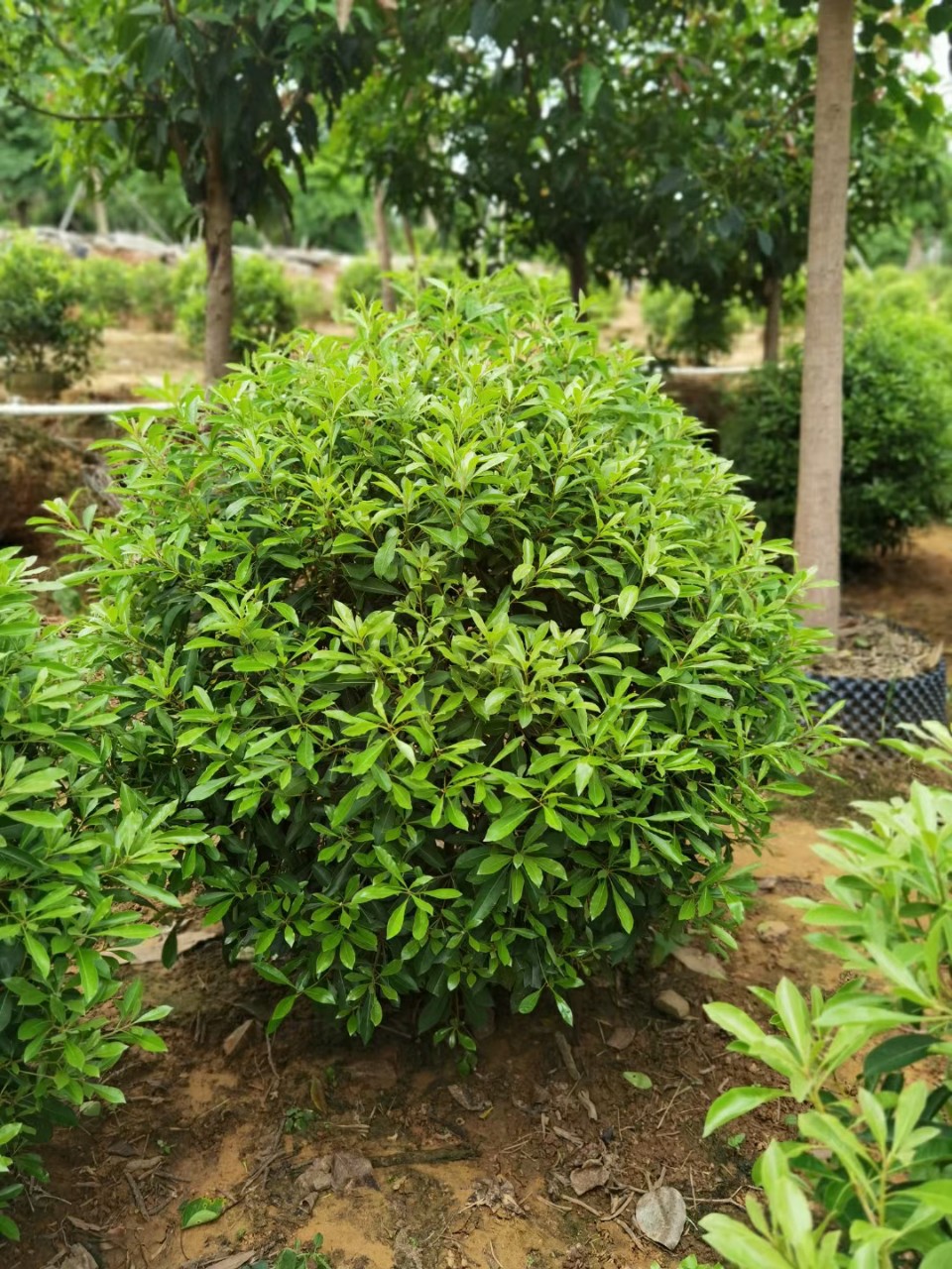 2112基地供应 台湾海桐 0.8-1.5米球形 袋苗 长叶海桐 球型袋苗