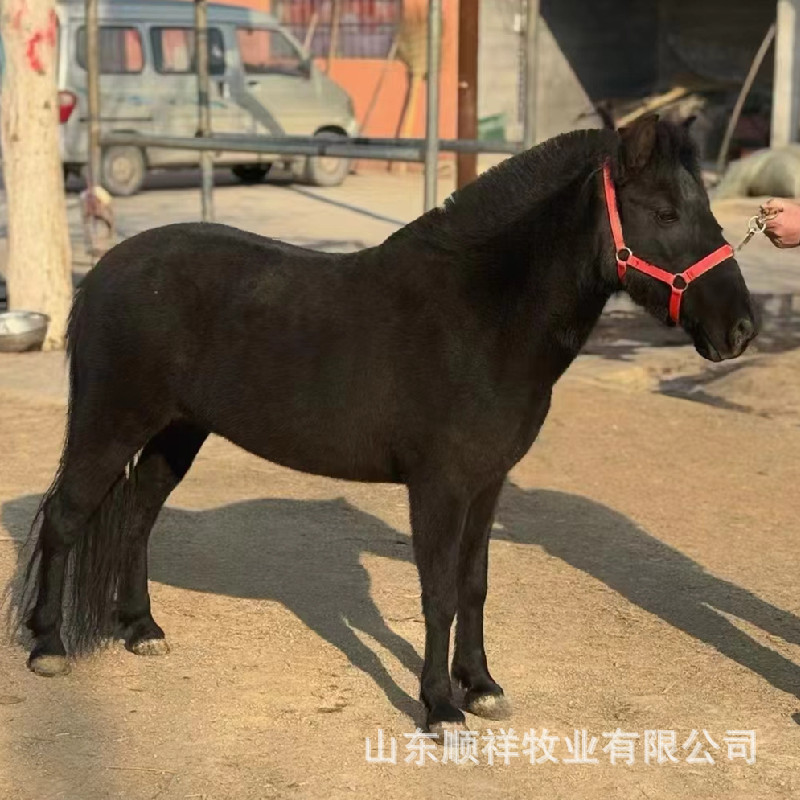 儿童骑乘德保矮马出售 活体矮脚马价格 云南哪里有袖珍马小马驹