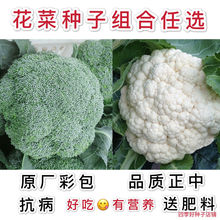 西兰花种子/白花菜种子菜籽有机花菜绿霸王西绿花菜 花椰菜高产