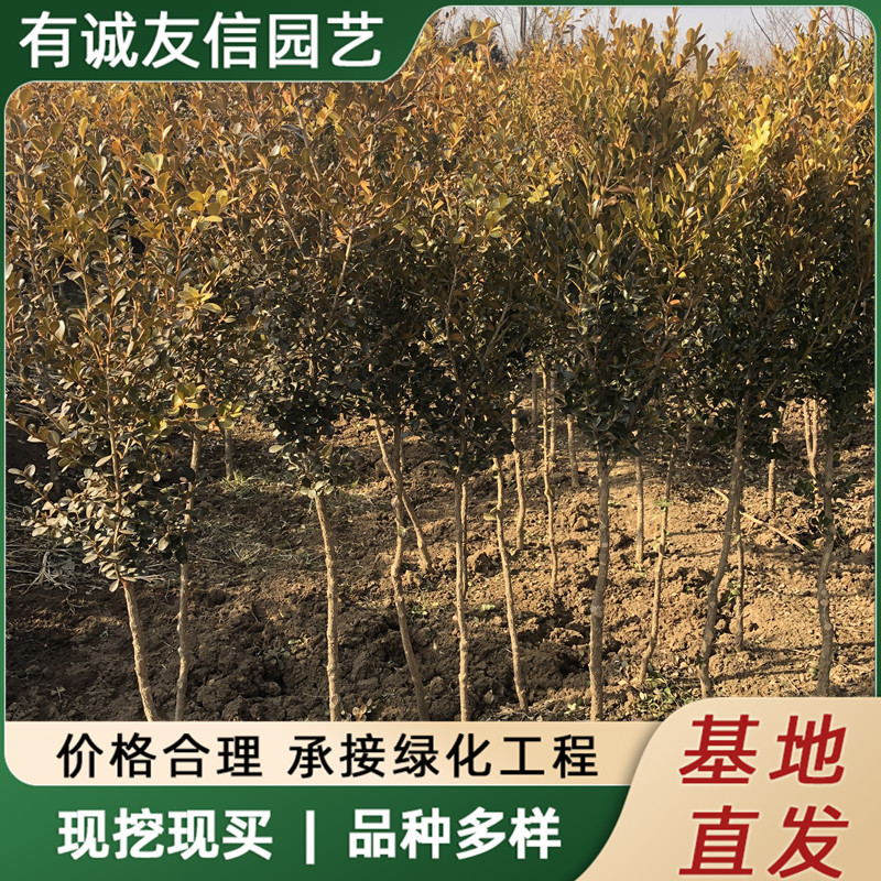 独杆黄杨苗基地批发园林工程绿化苗木四季常青植物庭院别墅黄杨树