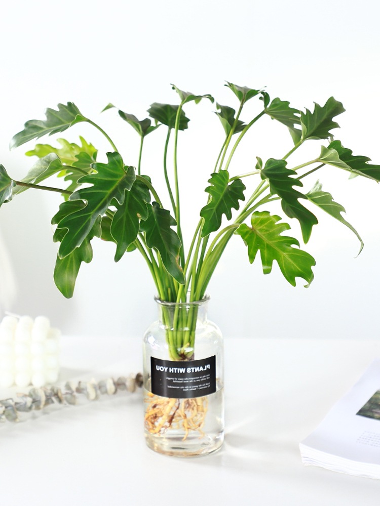 小天使蔓绿绒水培植物桌面盆景室内办公室水养春羽龟背竹绿植盆栽