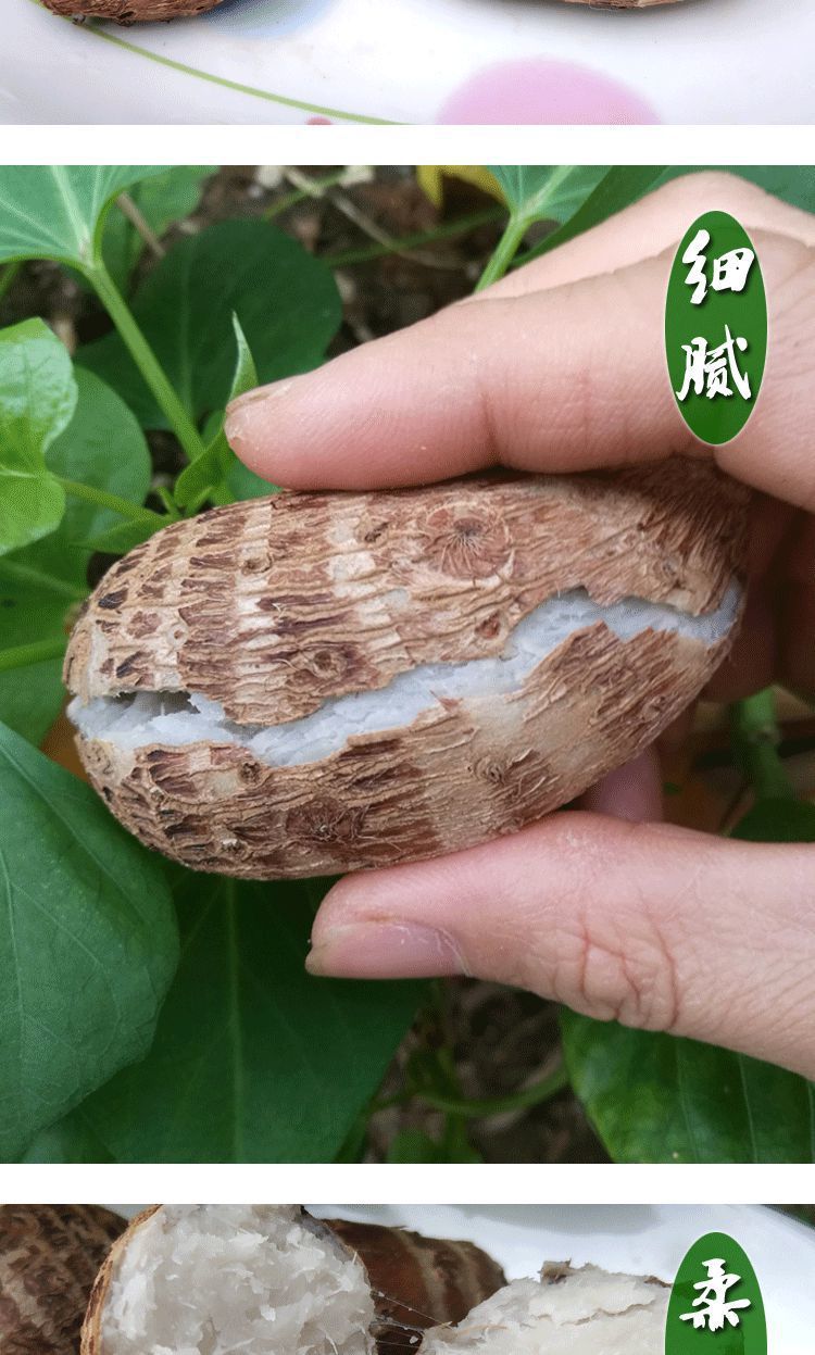 广西荔浦芋头香芋新鲜现挖小芋头魔芋山芋头粉糯毛芋头蔬菜1-5斤