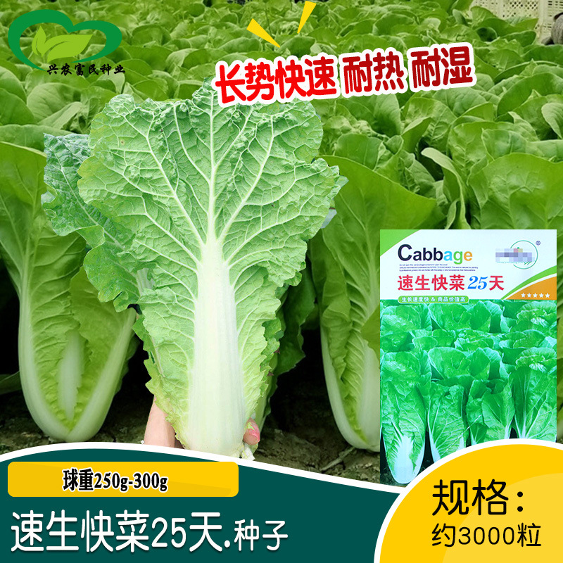 中研速生快菜25天快菜种子 农田菜园盆栽阳台种植产量高快菜种籽
