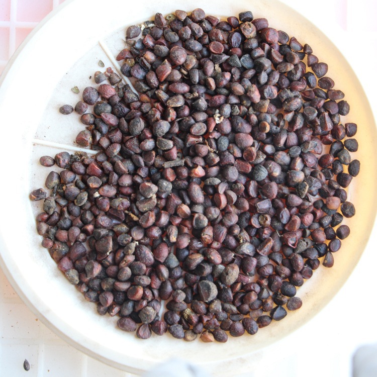 批发乐昌含笑种子 颗粒饱满 新采乐昌含笑种子 量大优惠