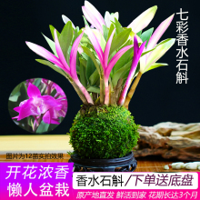 R2七彩香水石斛兰花四季开好养绿植浓香型石斛改善睡眠绿植净化空