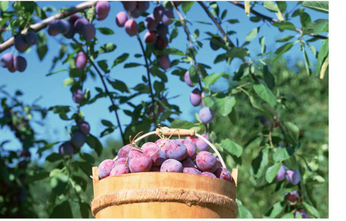 澳洲西梅新鲜水果进口大西梅当季小西梅李子批发鲜西梅一件代发