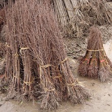 墨西哥落羽杉树苗中山杉树苗池杉树苗池杉苗杉树苗落羽杉苗水杉苗