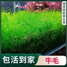 迷你牛毛鱼缸景牛毛毡大草原无菌杯活体水草淡水植物造景前景草坪