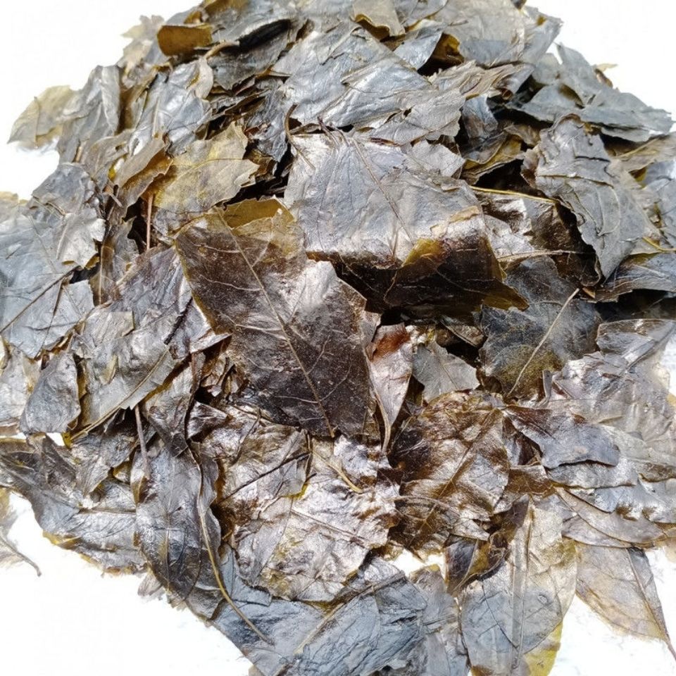 苦丁茶新茶四川特产野生苦丁茶宜宾小叶苦茶苦中甘甜毛冬青包邮