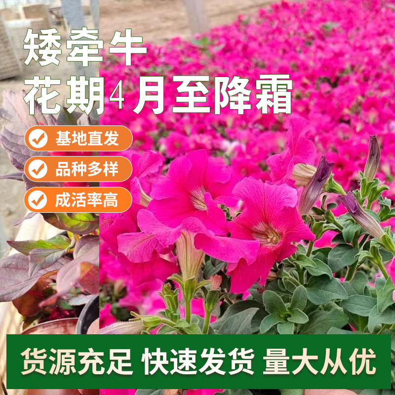 基地生产优良矮喇叭花 颜色鲜艳 矮牵牛种类多 矮牵牛花-阿里巴巴