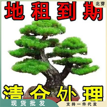 迎客松盆景植物室内外松树绿植花卉小盆栽四季常青真树造型树老桩