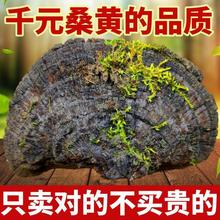 南京同仁堂桑黄可搭西藏非野生桑树灵芝北京滋补官方旗舰店官网正