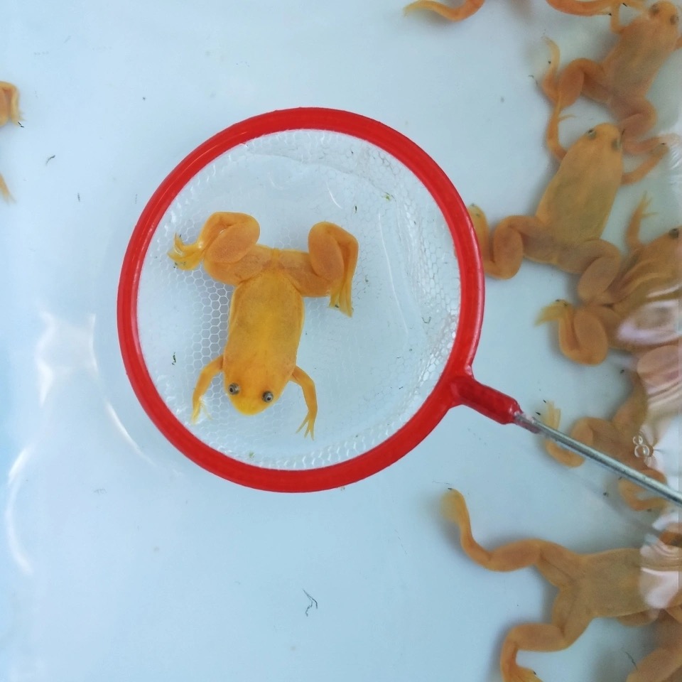 蟾蜍活体