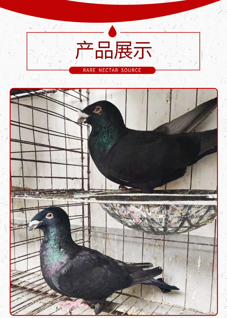 美河马鸽 黄杠马头鸽子 瓦灰蛇头鸽子 白马头 观赏鸽种鸽