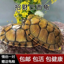巴西龟活物批发健康乌龟乌龟红耳龟宠物龟观赏龟情侣龟巴西龟活物