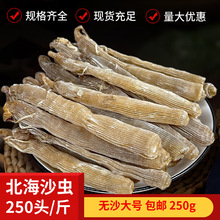 一手货源 北海沙虫干 无沙 淡干250g 大号250头500头/斤 海鲜干货