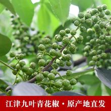 重庆新鲜青花椒新鲜藤椒麻椒保鲜花椒特麻特香四川特产江津九叶青