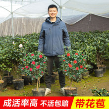 一件代发香妃山茶花盆栽带花苞五色赤丹花卉植物室内好养茶花树苗