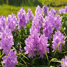 重庆水生植物 水葫芦花苗 水竹芦苇 菖蒲 品种齐全