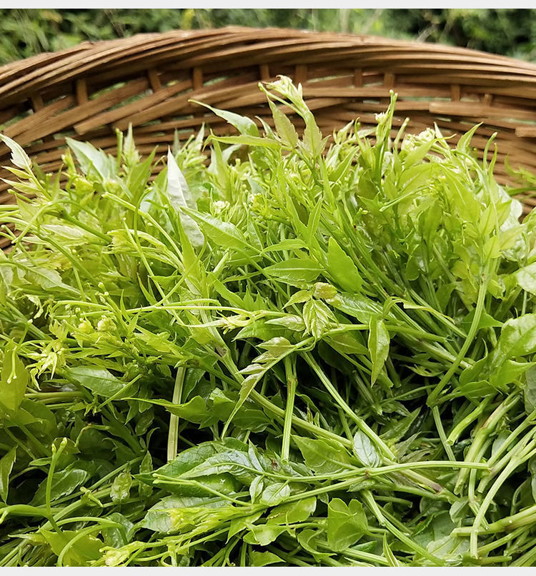 张家界野生正品莓茶咽喉茶土家甘露茶龙须嫩芽尖霉茶正宗长寿藤茶