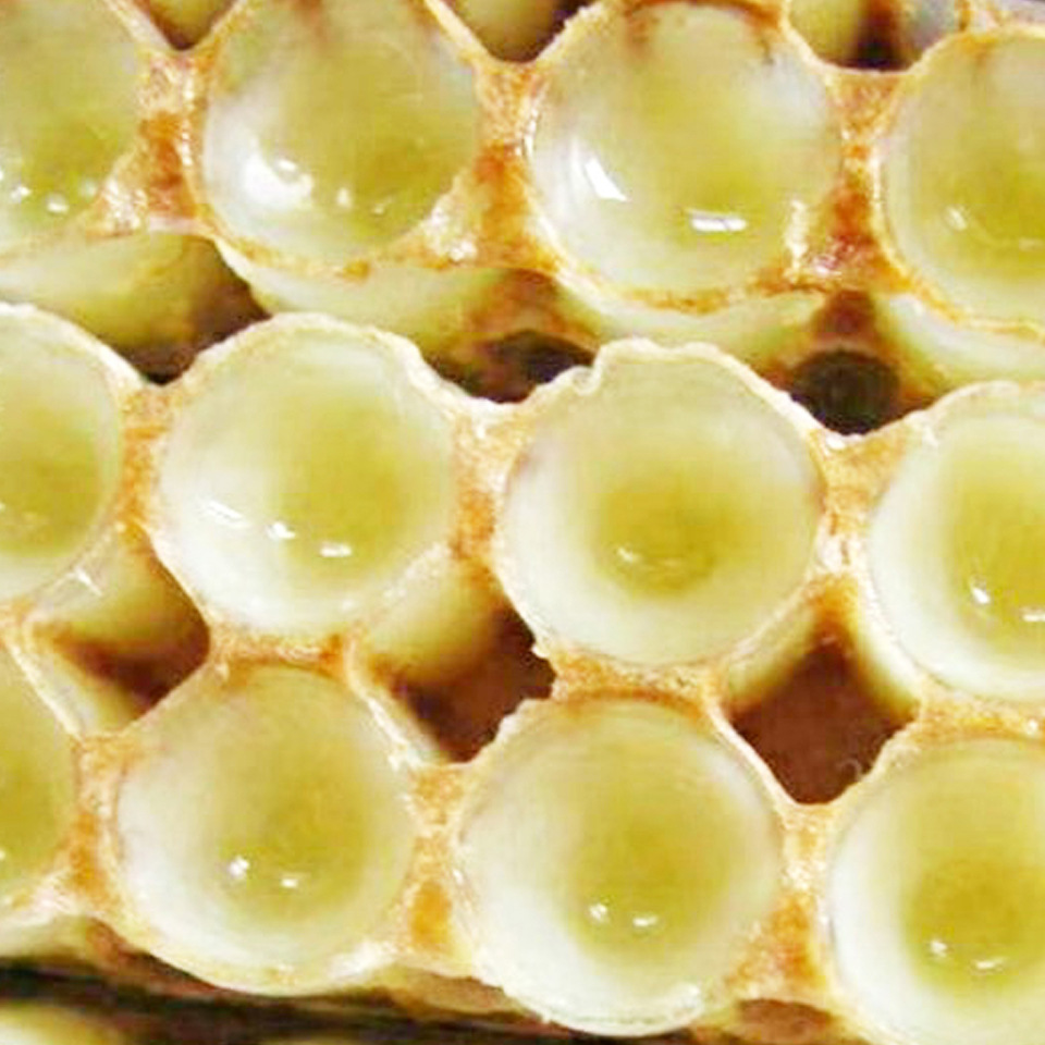 瓶新鲜蜂王浆-瓶新鲜蜂王浆厂家,品牌,图片,热帖-阿里巴巴