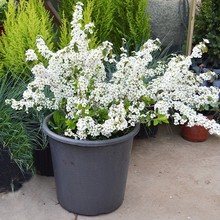 批发阳台观花耐寒植物喷雪花盆栽绿植珍珠梅大苗多花雪柳垂吊花卉