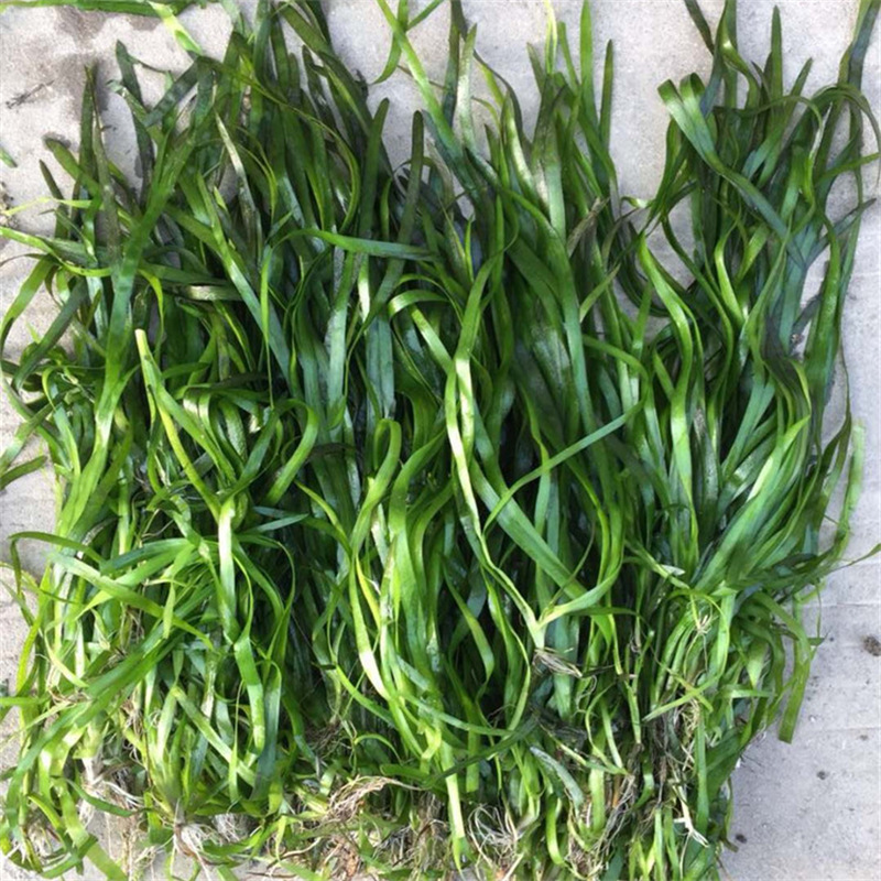 基地销售苦草亚洲大苦草密刺苦草净化水质包种植养护-阿里巴巴