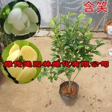 含笑花苗盆栽含笑花苗多季开花含笑花浓香花卉客厅室内芳香植物