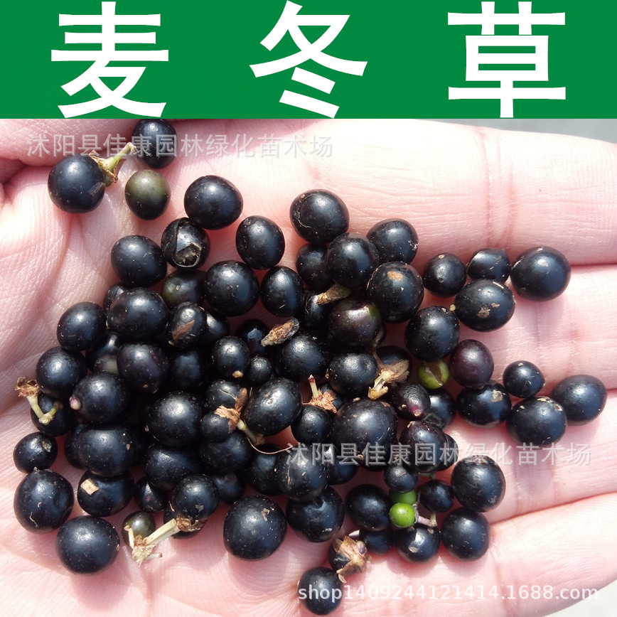 林木种子 麦冬草种子 沿阶草 麦门冬 书带草 麦冬籽 1件=1斤-阿里巴巴