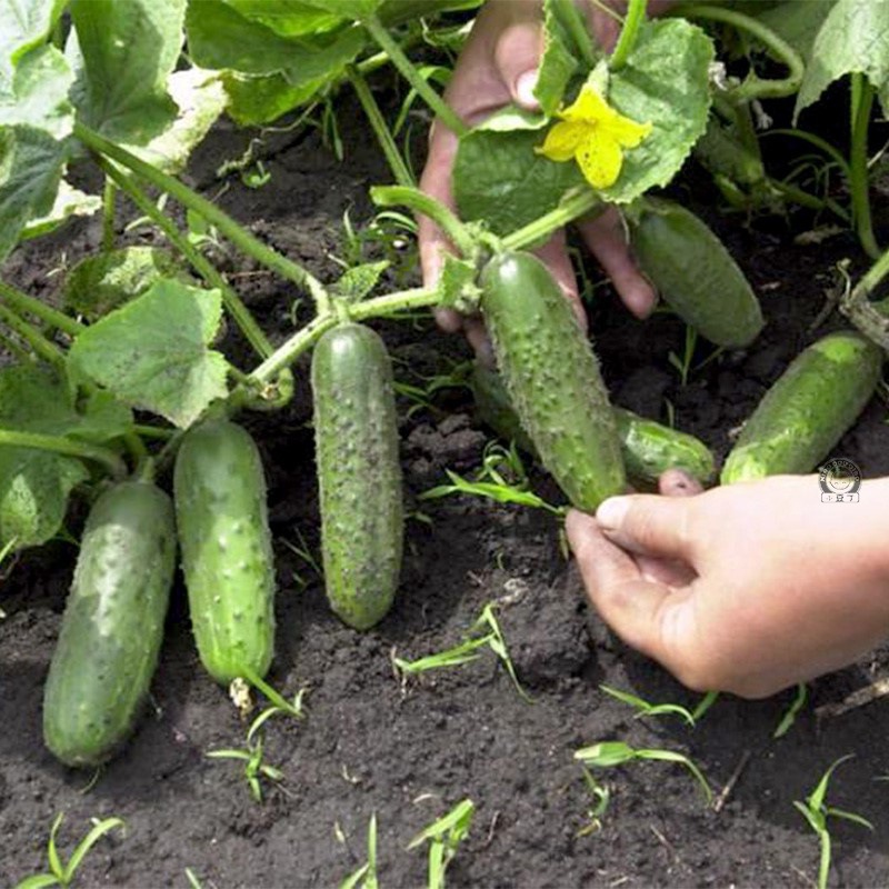 无架黄瓜种子爬满地种籽孑四季春秋夏农家蔬菜盆栽节节瓜水果阳台