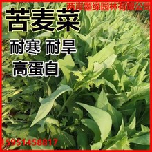 苦荬菜种子苦麦菜鸡鸭鹅鱼草养殖四季牧草种子多年生长易种植