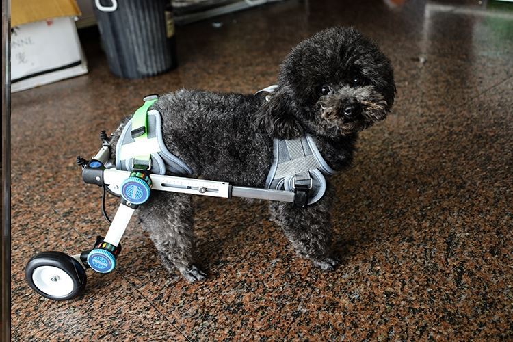 狗狗轮椅车后肢宠物猫瘫痪后腿支架助力代步身心障碍车小型犬老年
