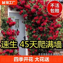 蔷薇花苗藤本月季花树爬藤植物阳台爬墙花卉玫瑰盆栽四季开花室外