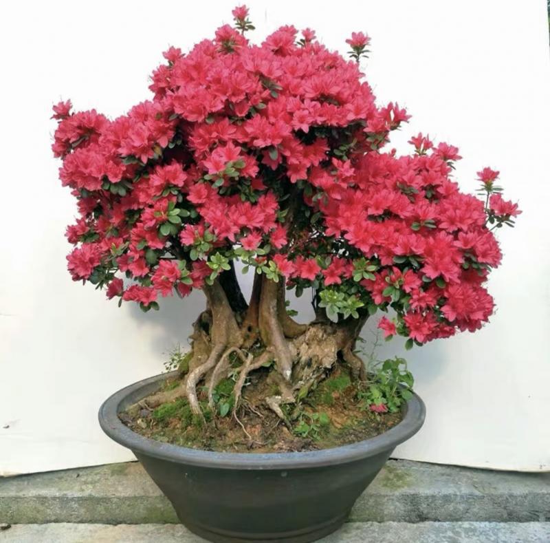 精品花盆景 万紫千红五彩老桩四季宠物及园艺盆栽带盆栽好喜湿喜